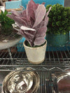 Small Crackle Cream Pot Purple Leaves