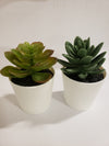 Mini Succulent Plastic Pot