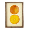Art - Citrus Fruit - SMALL - NOT CLEARED 12" x 18"