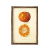 Art - Citrus Fruit II - SMALL - NOT CLEARED 12" x 18"