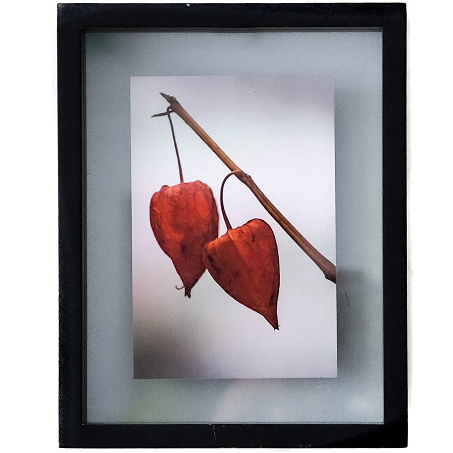 Art - Orange Chinese Lantern Plant - Small - CLEARED 7" X 9"