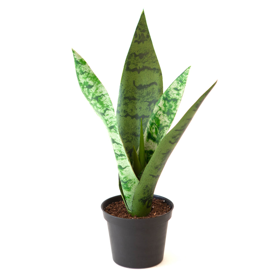 Mother-in-Law Tongue