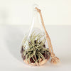 Air Plant in Terrarium