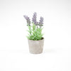 Lavender in Concrete Pot Plant