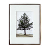Art - Lone Tree - SMALL - CLEARED 8" x 10"