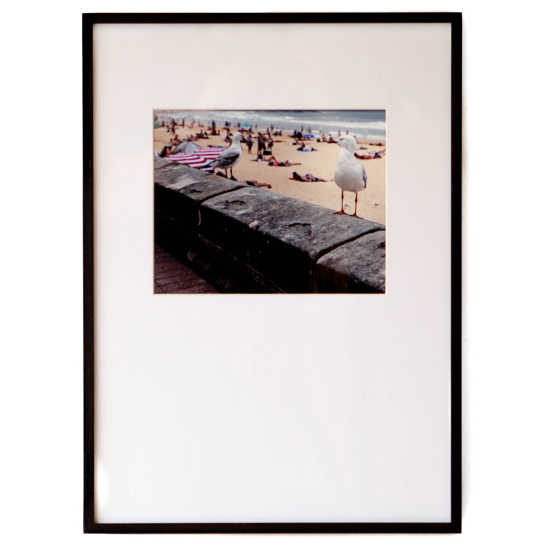 Long Rectangular Seagulls - Cleared - 21 x 14