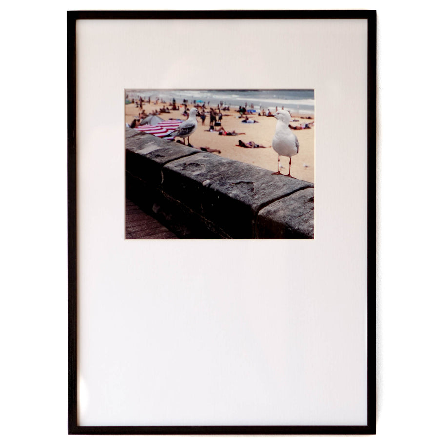 Long Rectangular Seagulls - Cleared - 21 x 14