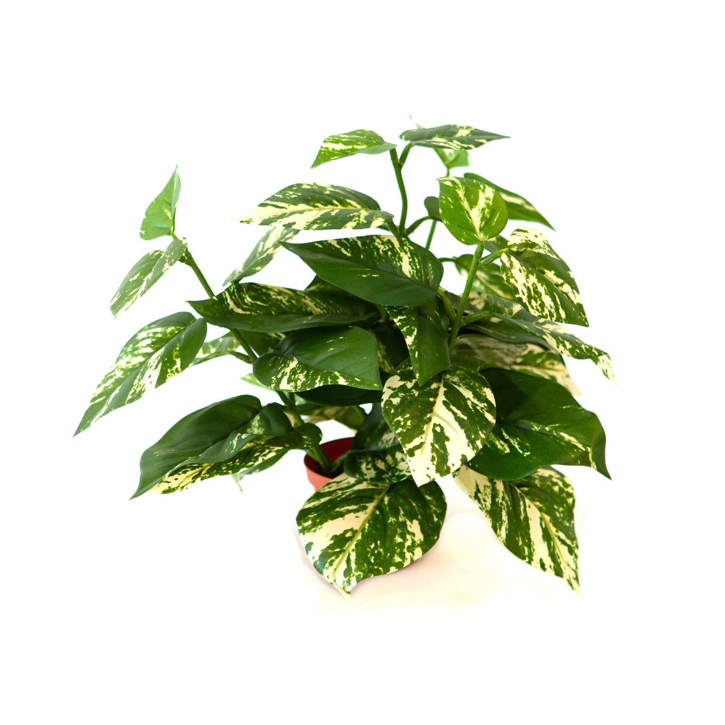 Potted Pothos Bush