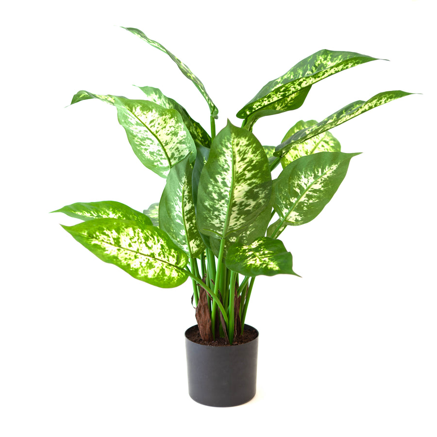 Potted Cabdida Bush Small