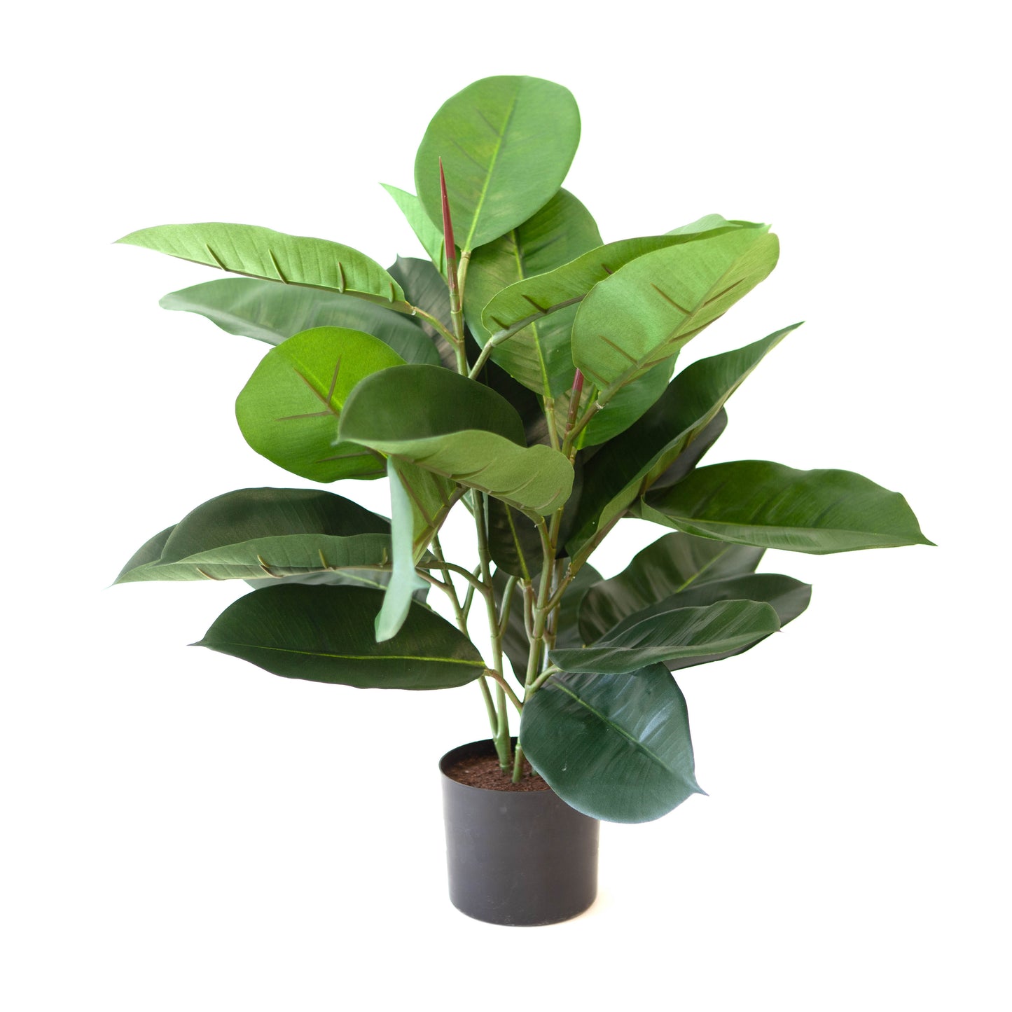 Potted Rubber Small