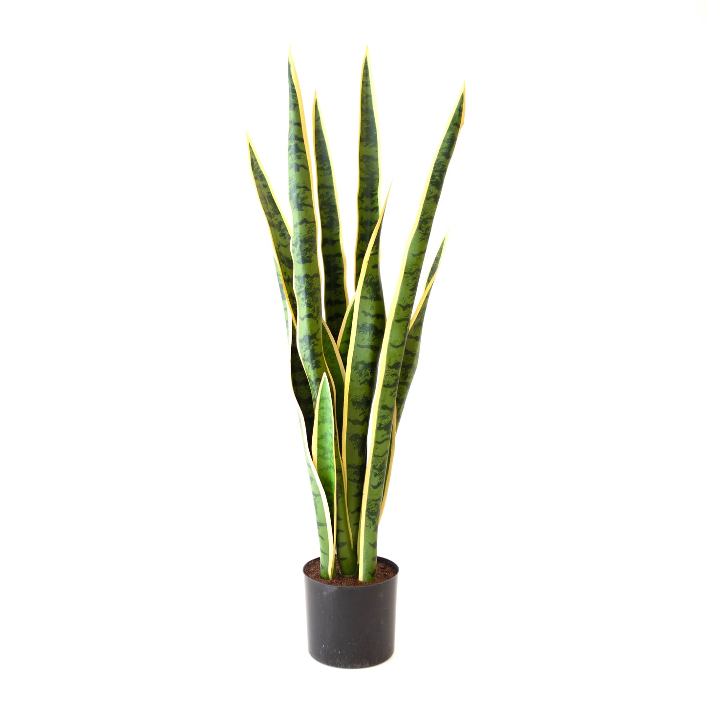 Potted Mother-in-Law Tongue Large