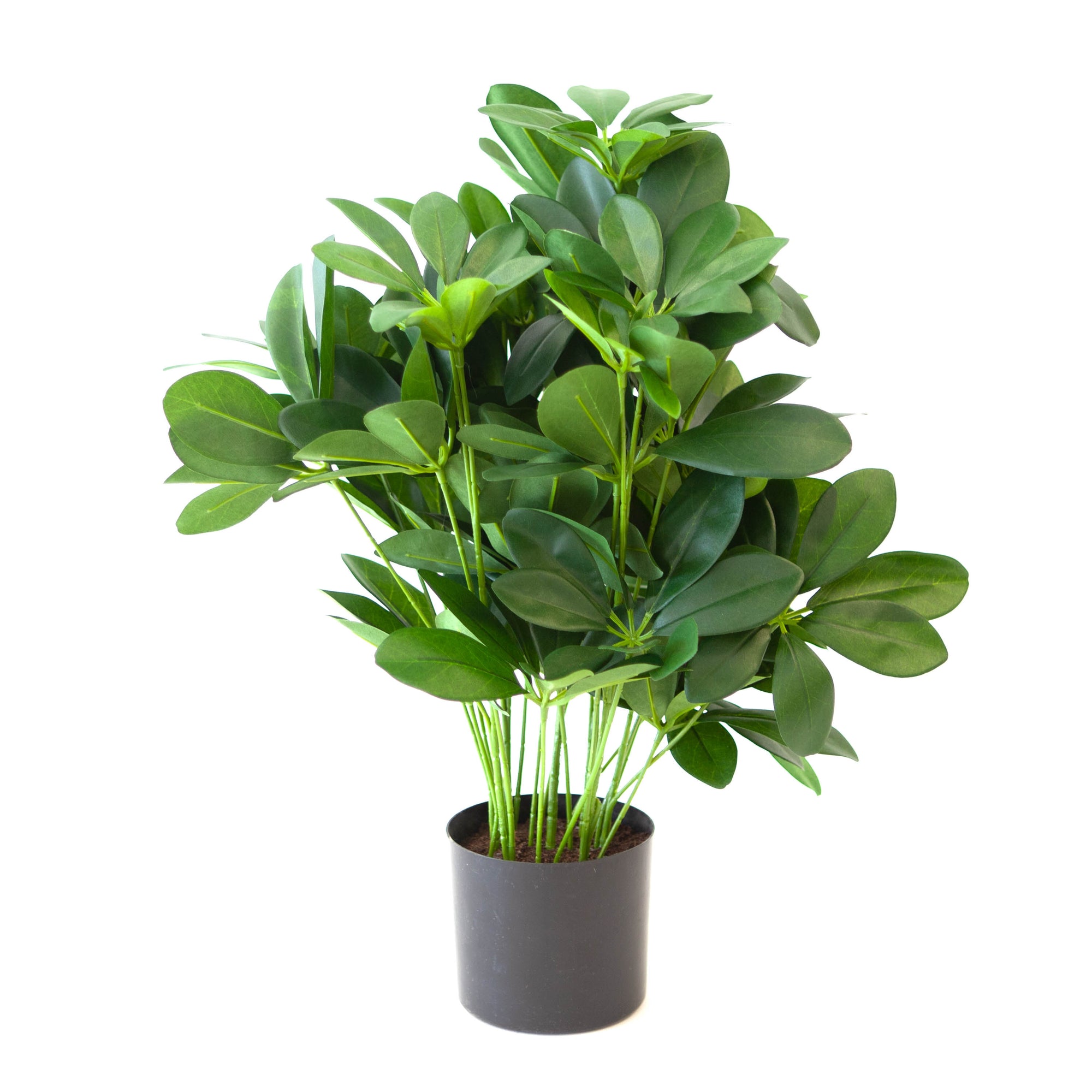 Potted Baby Schefflera