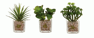 Succulent Square Clear Glass Pot