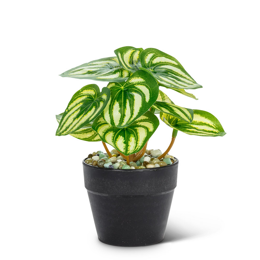 Potted Varigated Leaf Plant