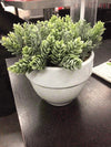 Large Light Green Plant in Round White Pot