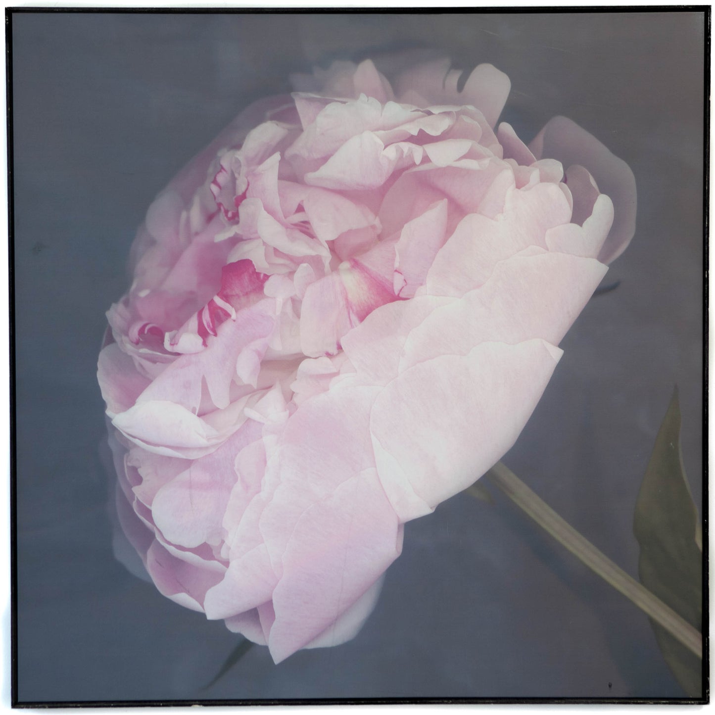 Art - Clark E Fleur Medium 40" X 40" CLEARED