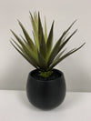 Small Aloe Black Round Pot