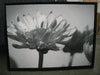 Art - Flower Black & White Medium 22" X 30" CLEARED