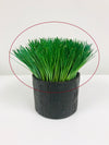 Plant - Grass