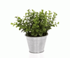 Small Plant Tin Pot