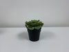 Small Succulent w/ Black Pot
