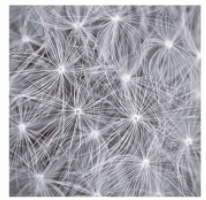 Art - Natural Designs I - Small -  CLEARED 20" X 20"