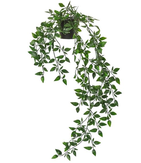 Plant - Dark Green Hanging Small Leaves in Black Pot