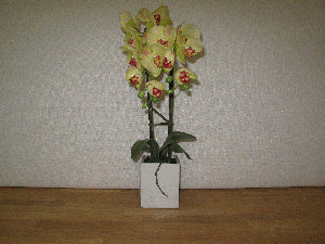 Orchid Tall Potted Yellow