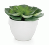 Large Succulent Assorted Pot