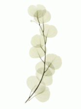 Art - Eucalyptus Medium 18" X 36" CLEARED