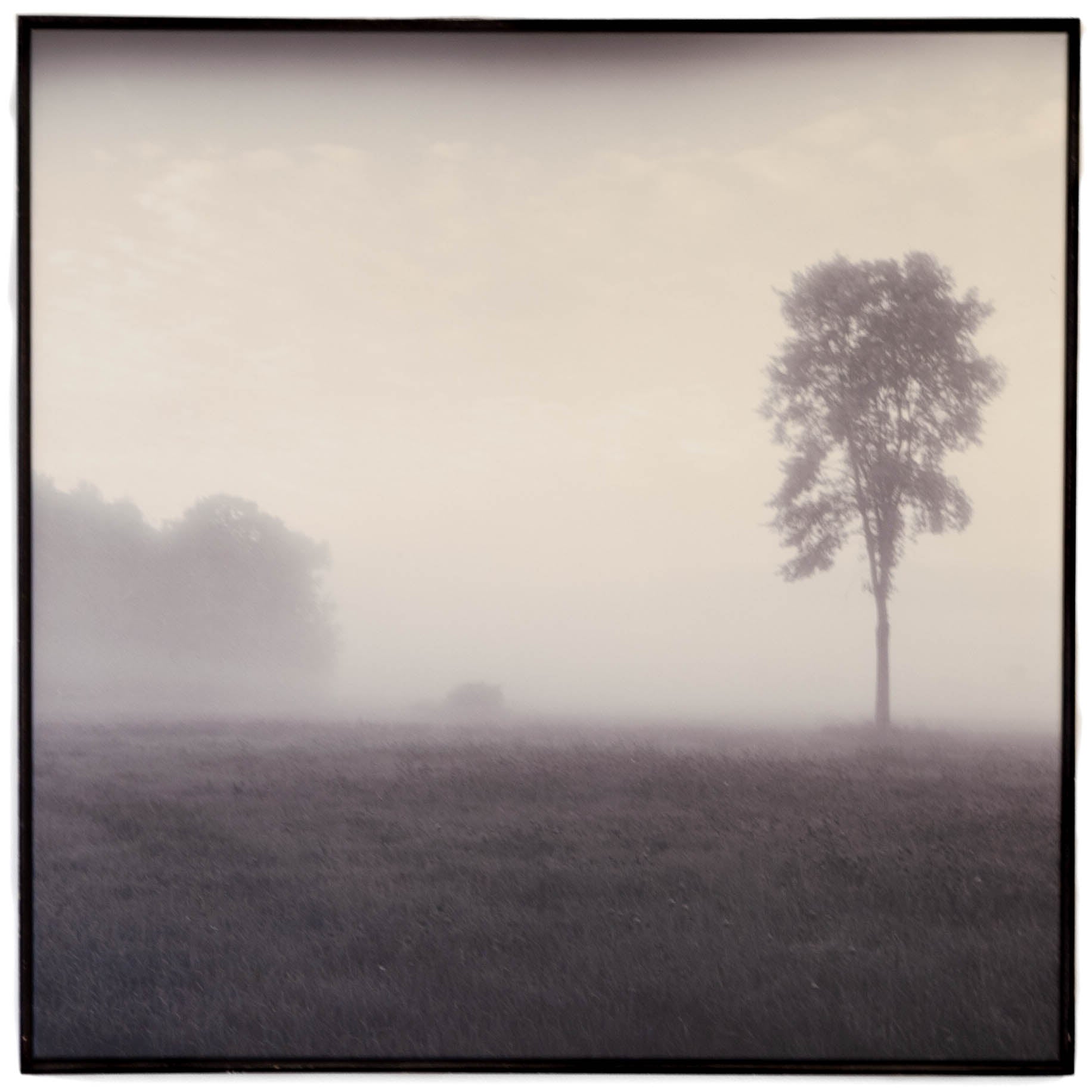 Art - Ren Tree Study 2 Medium 30" X 30" CLEARED