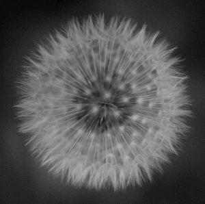 Art - Black & White Dandelion - Small - CLEARED 24" X 24"