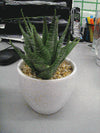 Small Potted Aloe White