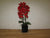 Orchid - Tall Potted Red