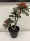 3 Tiered Succulent