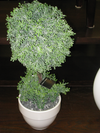 Topiary w/ White Pot