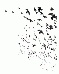 Art - Flight of Crows Framed Medium 34" X 42" CLEARED