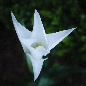 Art - Lily Colour - Small - CLEARED 24" X 24"