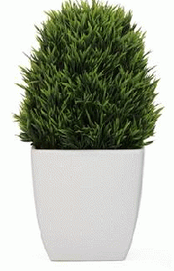 Small Plant Square White Pot