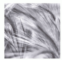 Art - Natural Designs IV - Small - CLEARED 20" X 20"