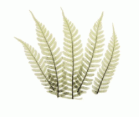 Art - Woodlands II - Small - CLEARED 24" X 18"