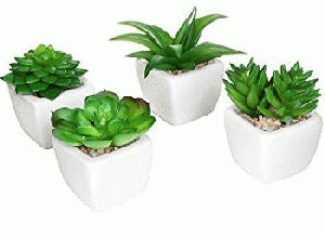 Mini Succulent Assorted Pot