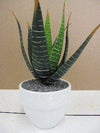 Large Potted Aloe White